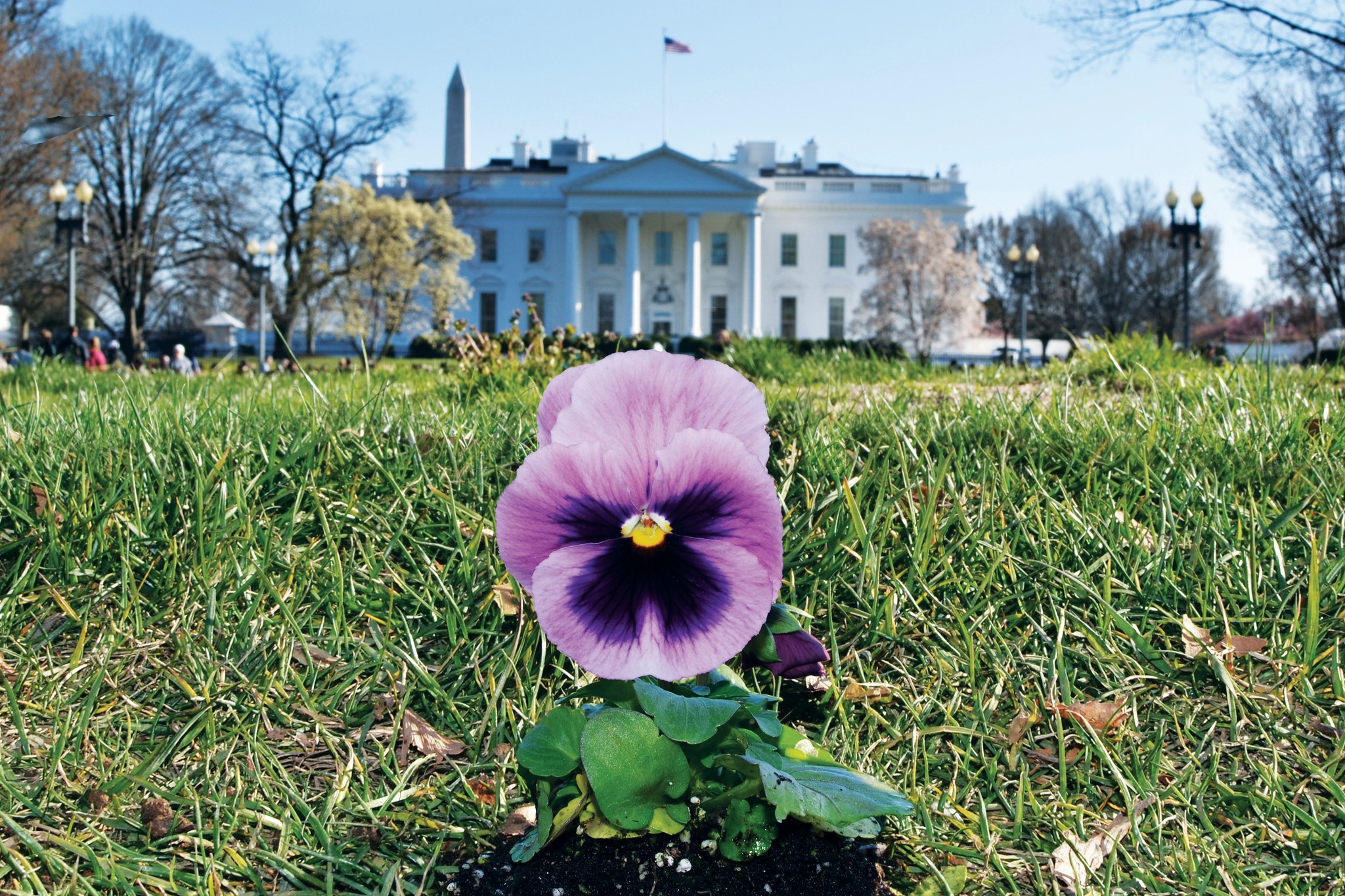 The Pansy Project
