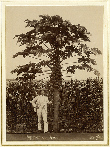 Albumen print taken by photographer Marc Ferrez, late 19th century. From Photograph Album 07, Image Archive.